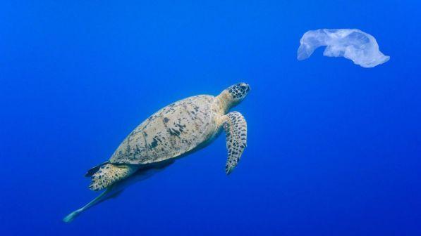 Emergenza plastica nel Mediterraneo: metà delle tartarughe ha ingerito rifiuti