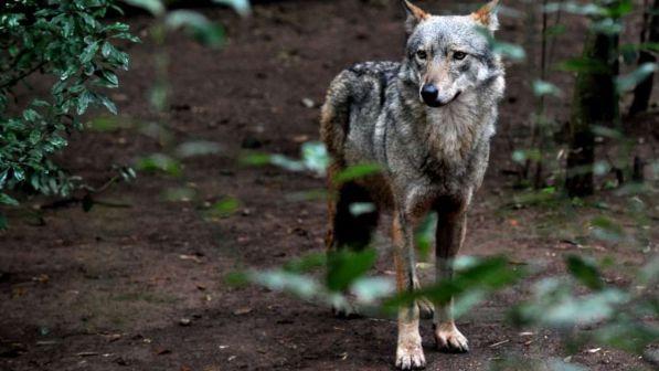 Lupo decapitato nel Torinese, una taglia di 7mila euro per scoprire i bracconieri
