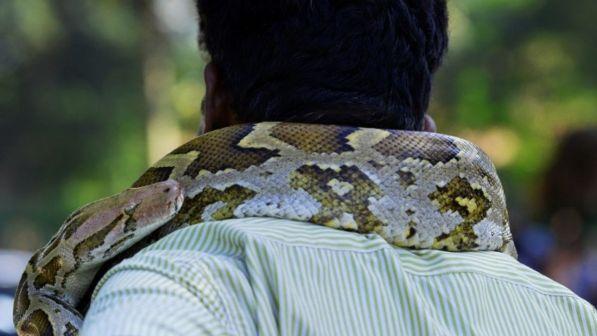 Indonesia, donna scomparsa ritrovata morta nella pancia di un pitone