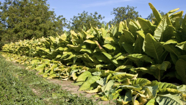 Sudafrica, jet vola grazie a un biocarburante italiano ricavato dal tabacco