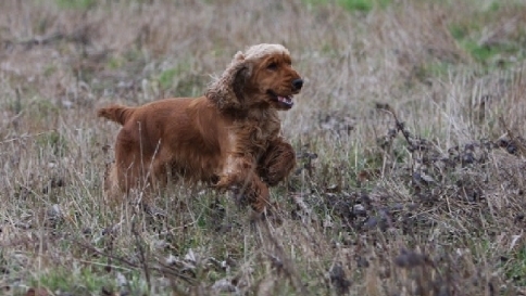 cocker cane