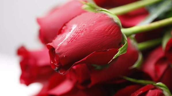 San Benedetto, due bengalesi venditori di rose aggrediti e picchiati: "Non conoscete il Vangelo"