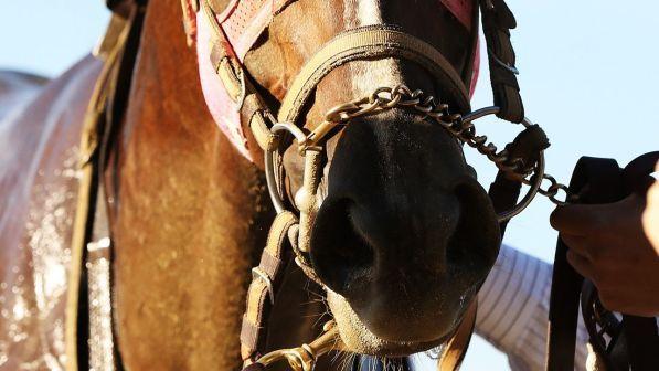 Padova, fa una dimostrazione in un maneggio: il cavallo scalcia e lo uccide