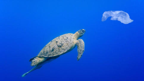 tartaruga,sacchetto,plastica,mare,inquinamento