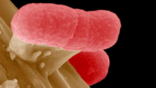 I super batteri resistenti agli antibiotici saranno sconfitti con dei super batteri “buoni”