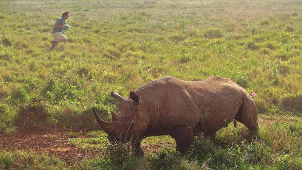 Namibia, all'asta le licenze per abbattere tre rari rinoceronti neri