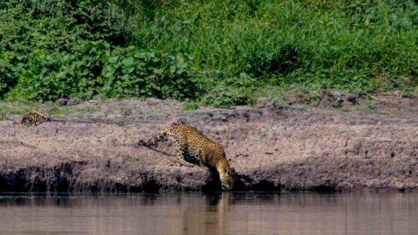 Biodiversità, allarme degli esperti: "E' sotto il livello di guardia nel mondo, pericolo anche per uomo"
