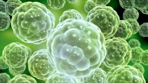 Usa, scoperto il "regista" dell'embrione umano: decide destino delle cellule