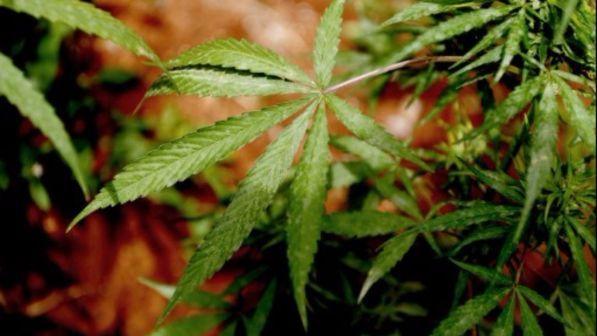 Droghe, Italia seconda in Europa per consumo di cannabis