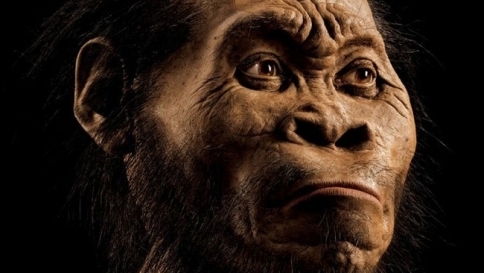 homo naledi