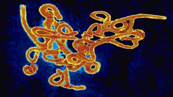 Scoperta la cura per l'ebola: le armi vincenti sono gli anticorpi dei cavalli