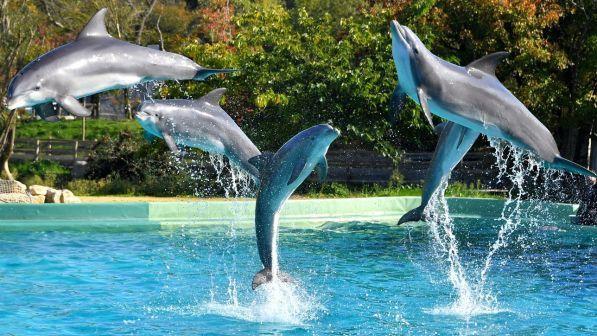 Il Tar difende i delfini: vietato nuotare con loro nei parchi acquatici | "E' stressante per la salute degli animali"