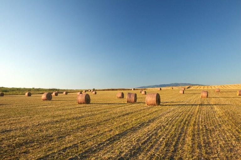 L'andamento dell'industria agroalimentare italiana