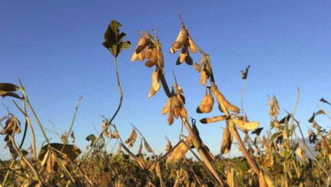 Clima, sale l'allerta per i "killer" delle colture: arriva una lista nera di 63 parassiti