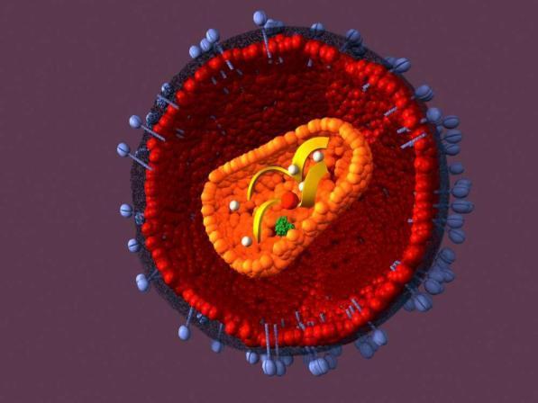 Londra, il virus dell'Hiv sparisce dal sangue di un paziente: sotto osservazione il nuovo farmaco