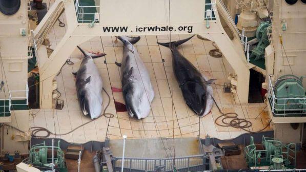 Australia a Giappone: "No alla caccia commerciale alle balene"