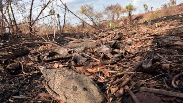 Amazzonia, gli incendi mettono a rischio 265 specie tra animali e piante