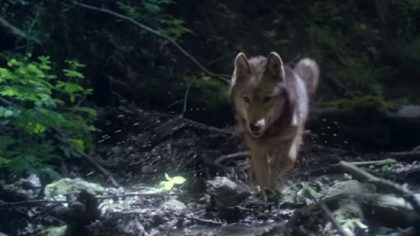 The Promise Gabriele Salvatores cortometraggio Almo Nature lupo