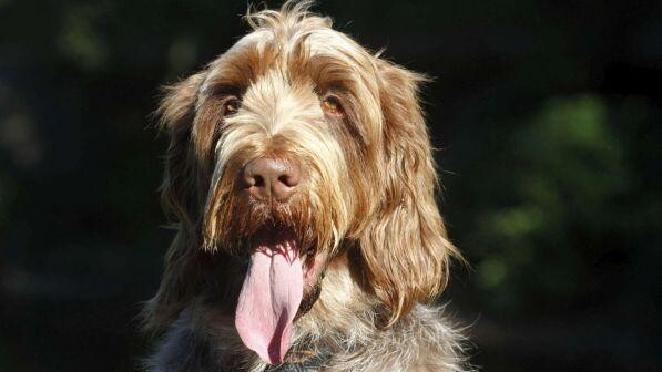 Non fa curare il cane, la Cassazione lo condanna a una multa da 10mila euro