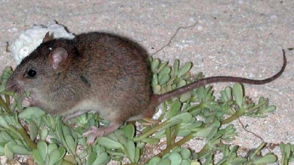 Australia, è un roditore la prima specie animale estinta a causa dei cambiamenti climatici