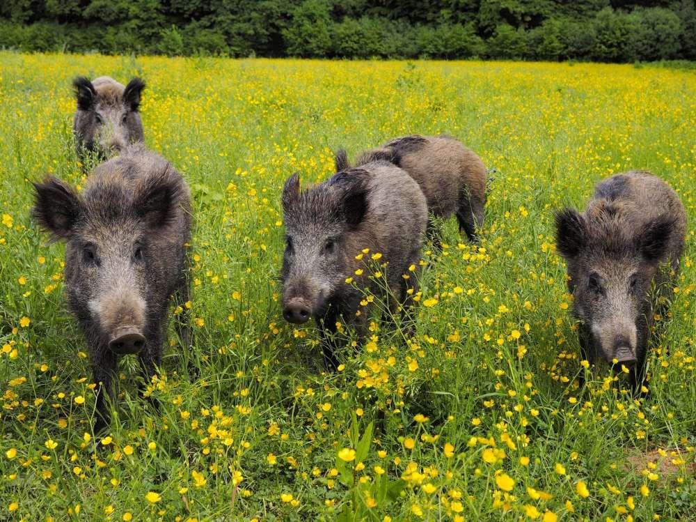 Emergenza cinghiali in Lombardia, arco e frecce per la caccia "ecologica"
