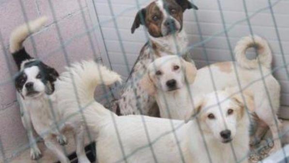 Vicenza, l'Enpa svuota il canile per Natale ma i volontari non brindano: cambiato il regolamento per le adozioni