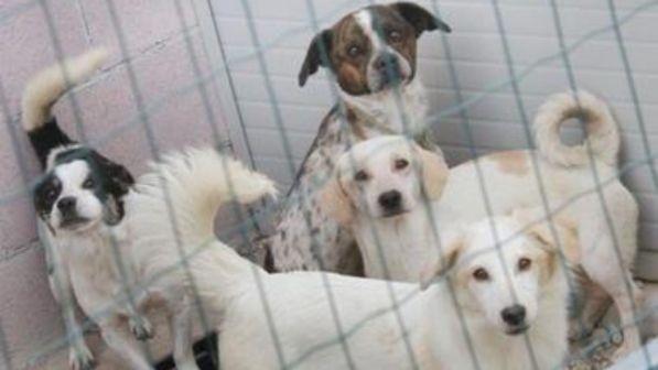 In Umbria veterinario gratis per chi adotta animali: è la prima Regione in Italia con la legge svuota-canili