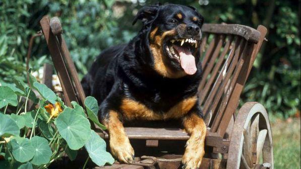 Rottweiler