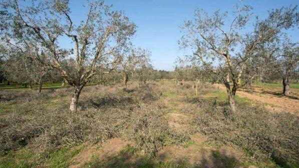 Emergenza Xylella, per la prima volta colpiti due olivi in Francia