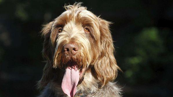Agrigento, coppia si separa: il giudice dispone l'affido condiviso del cane