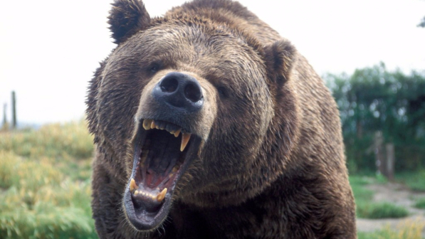 Giappone, orso mangia quattro persone. In Birmania 29enne divorata da un coccodrillo