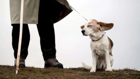Cani e padroni condividono anche lo stress: emozioni "sincronizzate"