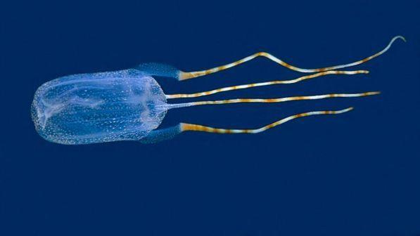 Bimba italiana uccisa da una medusa nelle Filippine