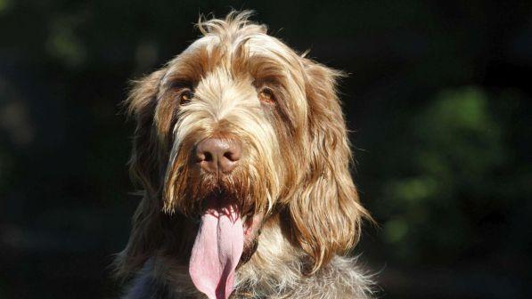 Verona, vietato lasciare il cane sul balcone: multe fino a 500 euro
