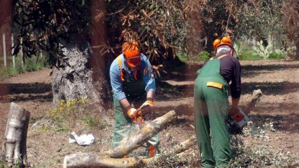 Xylella, Coldiretti a Conte: "Bisogna fermare il disastro"