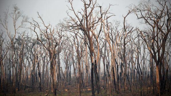 Amazzonia, ambientalista: aumento roghi è colpa di Bolsonaro