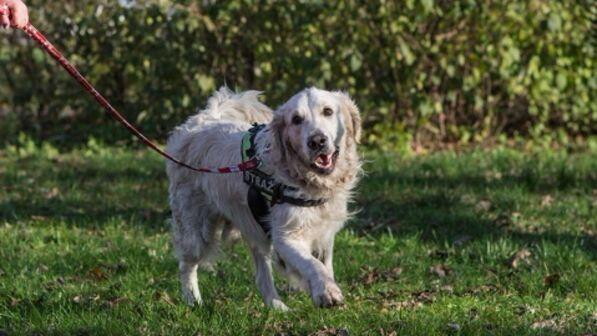 Torino, non vedente si presenta alla visita oculistica alla Asl con cane guida: "La bestia non entra"
