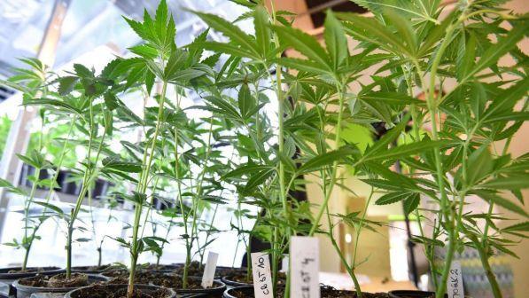Cannabis, M5s deposita ddl su uso terapeutico e ricreativo