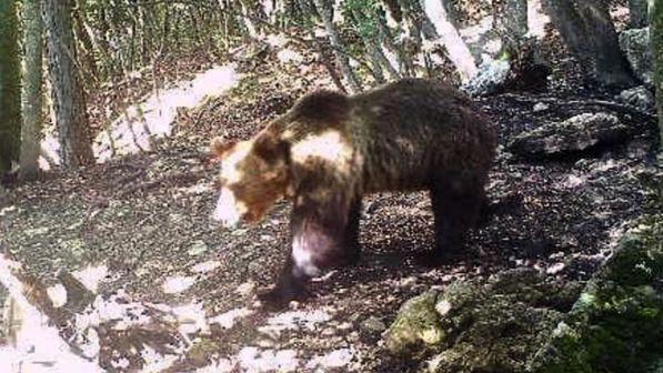 Orso M49 avvistato in Alto Adige da un escursionista: "Mi tremavano le gambe"