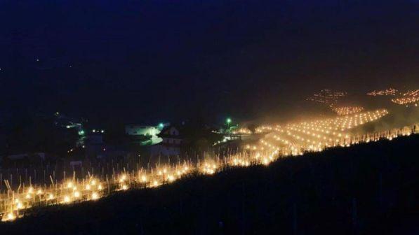 Alto Adige, un mare di candele per proteggere i vigneti dal gelo