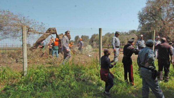 Semplificazioni, tagliati 62 emendamenti: salta stretta anti-Xylella