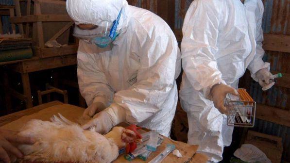 Aviaria, Hong Kong vieta l'importazione di pollo e uova da Padova