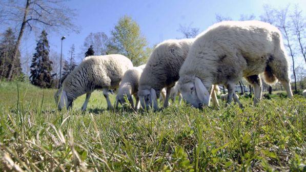 Roma, contro l'erba alta spunta l'idea di capre e pecore in parchi e ville