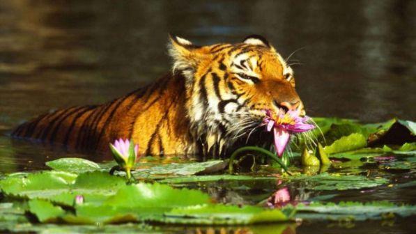 India, eliminata la tigre che ha sbranato 13 persone | Trappole con un profumo