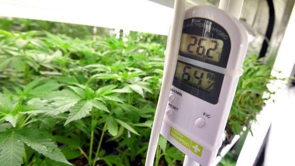 Cannabis, la direttiva del Viminale non prevede chiusure di negozi