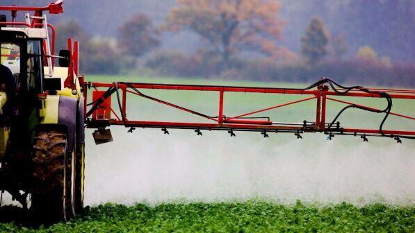 Clima, la CO2 cambia il cibo che mangiamo: piante trasformate in "junk food"