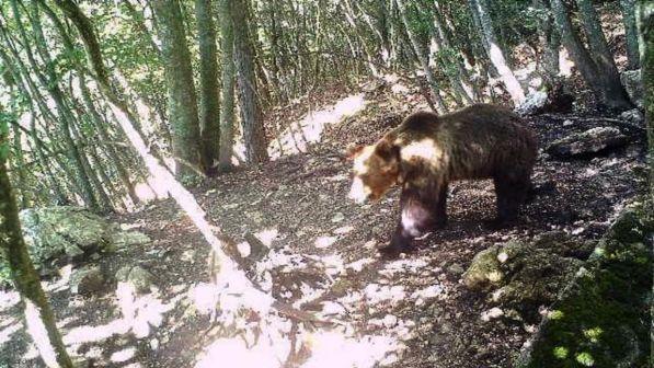 Nuova ordinanza di cattura per l'orso M49, insorgono gli animalisti: "Scandaloso, è una condanna a morte"