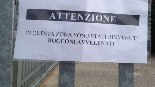 Vicenza, bocconi avvelenati: morto il cane di un anziano in carrozzina