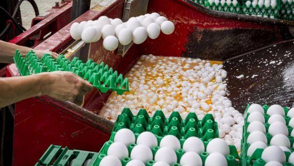 Uova contaminate, sequestrati prima della vendita prodotti in Italia