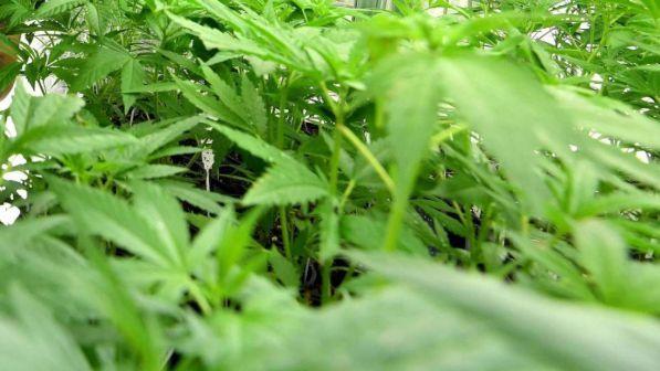 Fontana (Lega): "Ddl M5s? Legalizzazione cannabis non nel contratto"